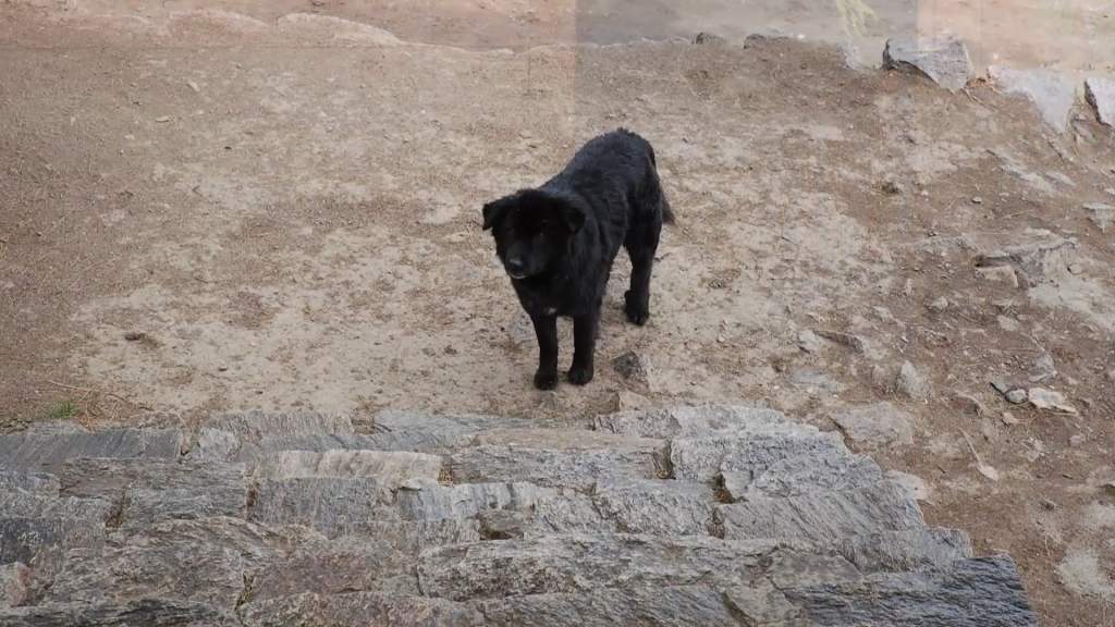 Black Dog